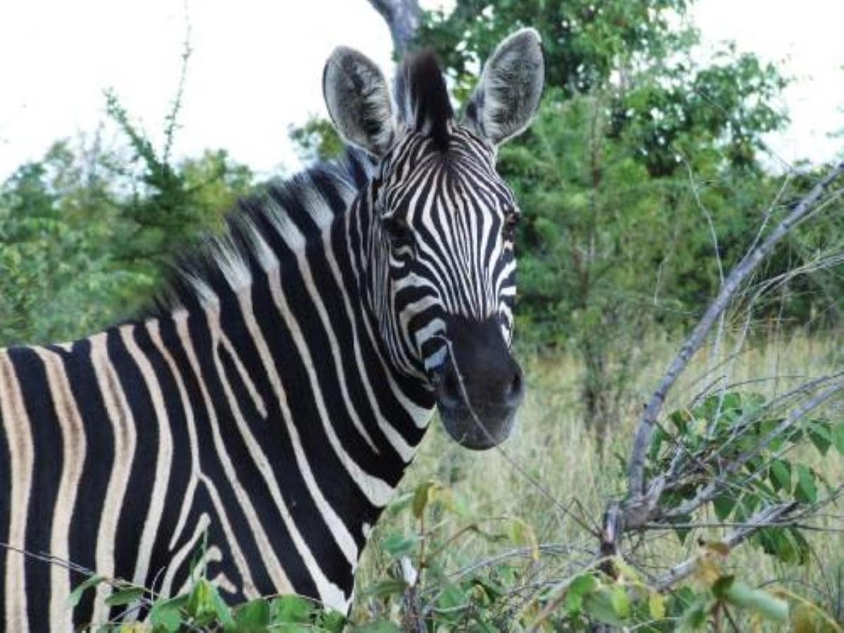 Shikwari Nature Reserve Hoedspruit Eksteriør bilde