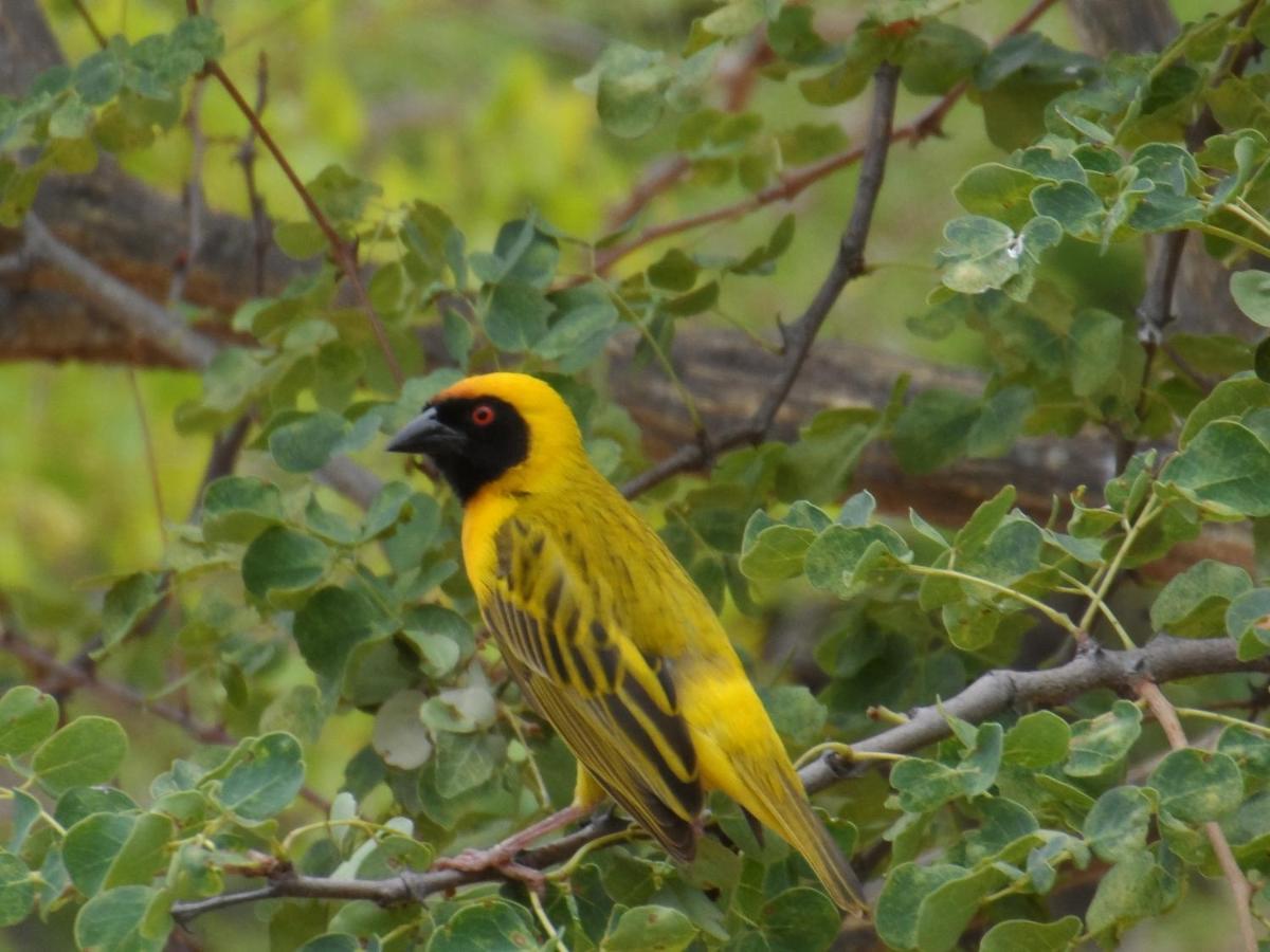 Shikwari Nature Reserve Hoedspruit Eksteriør bilde